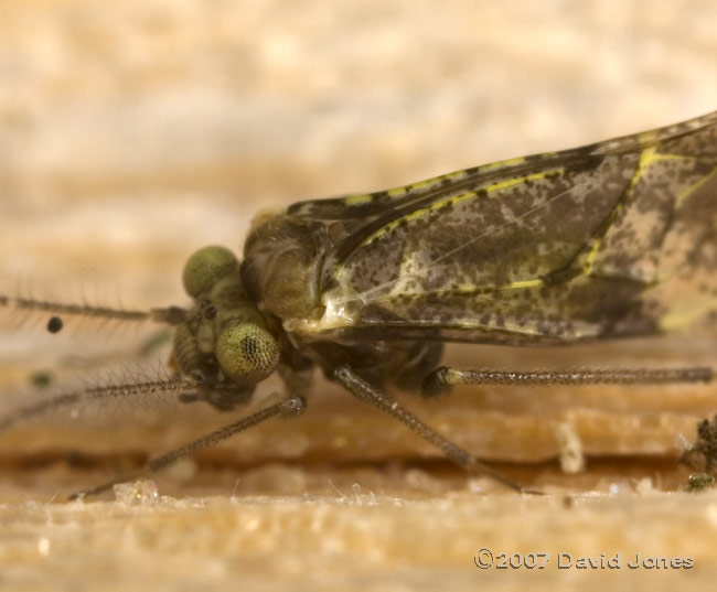 Barkfly on log - 1c