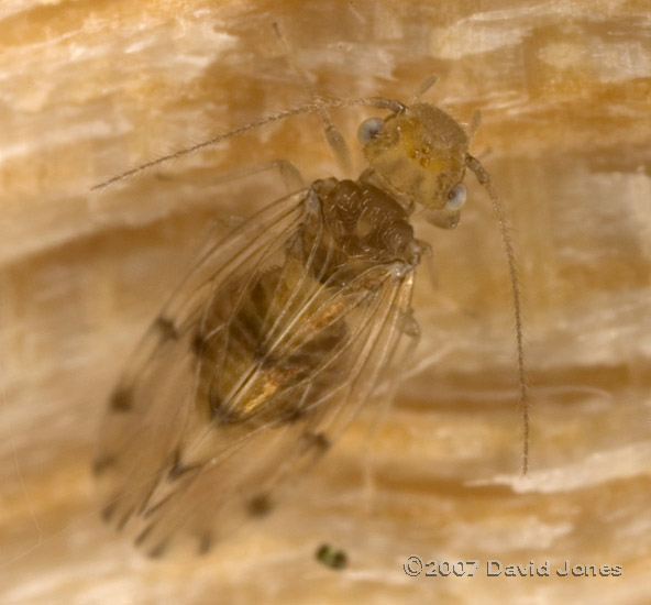 Barkfly on log - 2