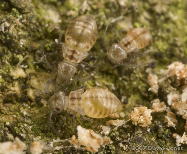 Barkfly nymphs on log - 1a