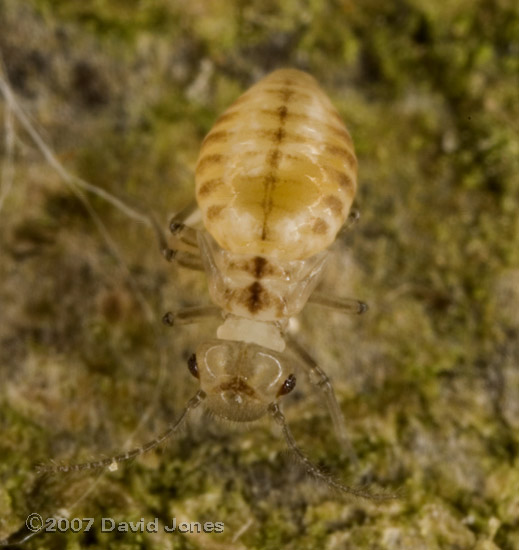 Barkfly nymphs on log - 1b