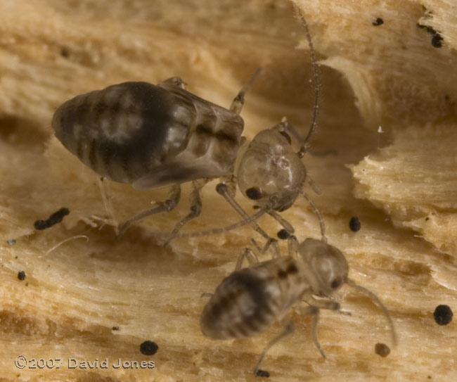 Barkfly nymphs on log - 2a