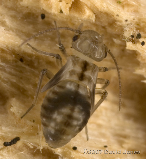 Barkfly nymphs on log - 2b