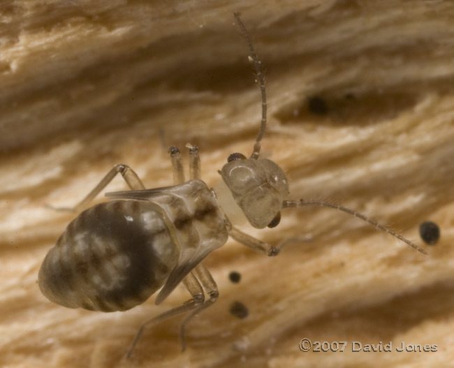 Barkfly nymphs on log - 2c