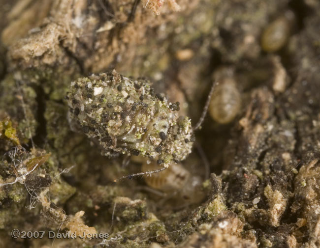 Camouflaged barkfly nymph on bark