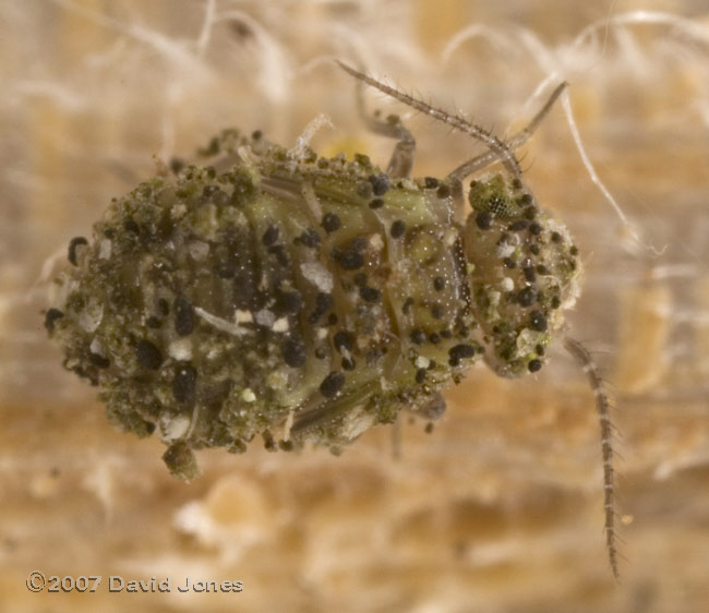 Camouflaged barkfly nymph on cut wood