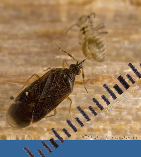 A bug preys on a barkfly nymph