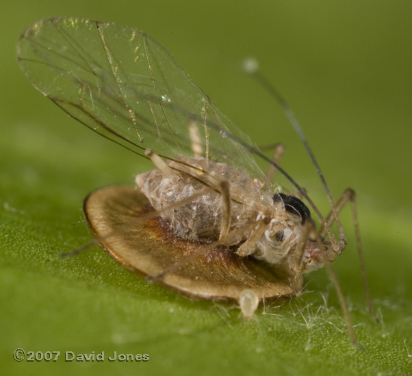 Parasitised aphid on Ivy leaf - 1