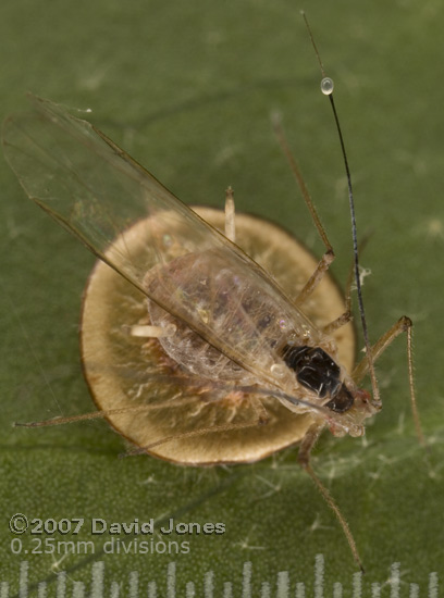 Parasitised aphid on Ivy leaf - 2