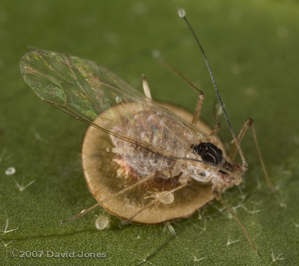 Parasitised aphid on Ivy leaf - 3