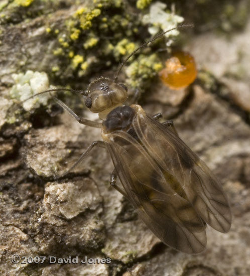 Barkfly (Peripsocus milleri) on log - 1