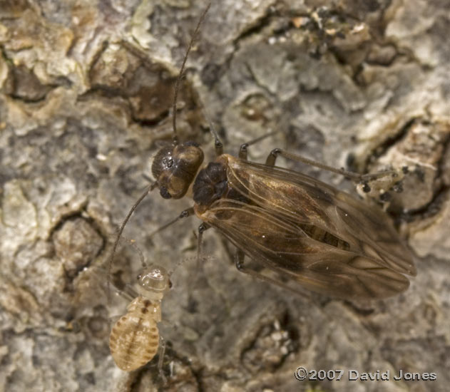 Barkfly (Peripsocus milleri) on log - 2