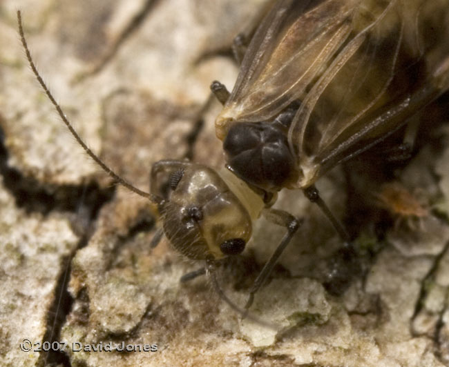 Barkfly (Peripsocus milleri) on log - 3