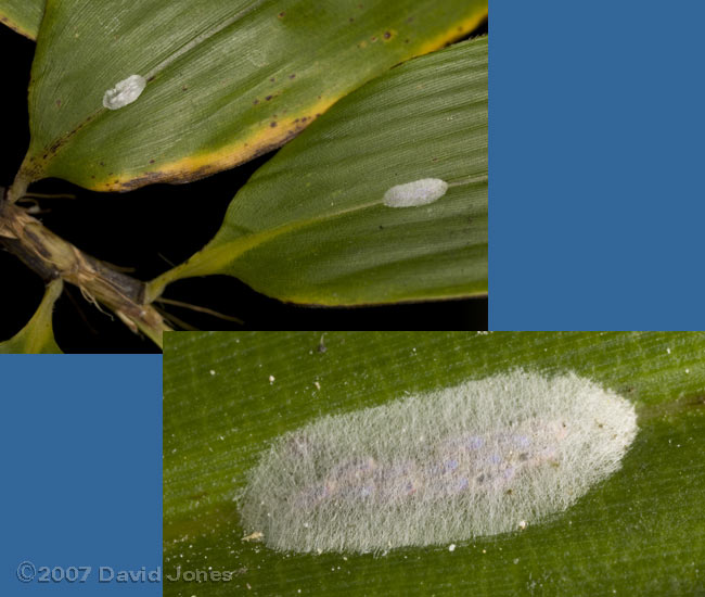 Barkfly egg clusters on bamboo leaves