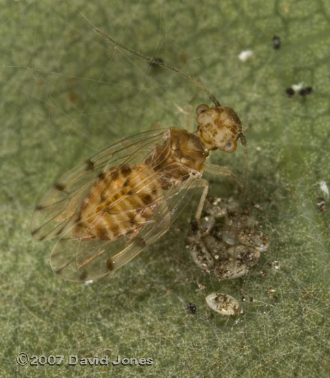 Barkfly egg cluster with parent (Ectopsocus petersi) under Oak leaf