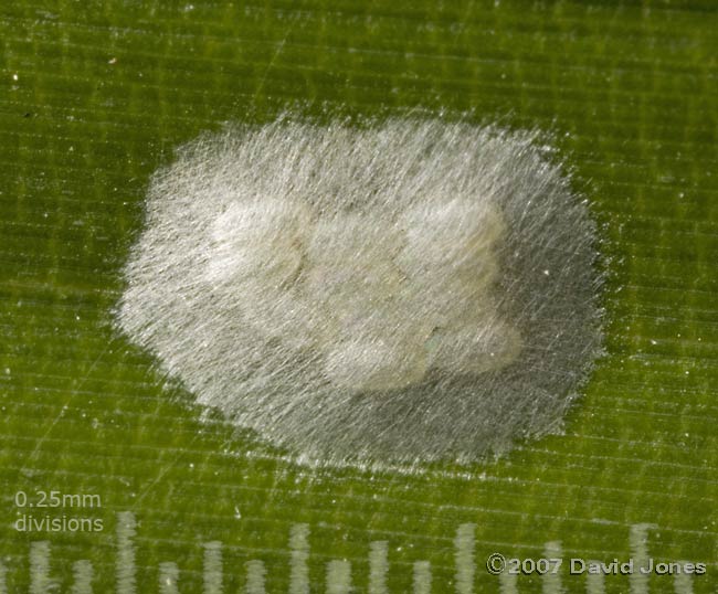Barkfly egg cluster on bamboo leaf