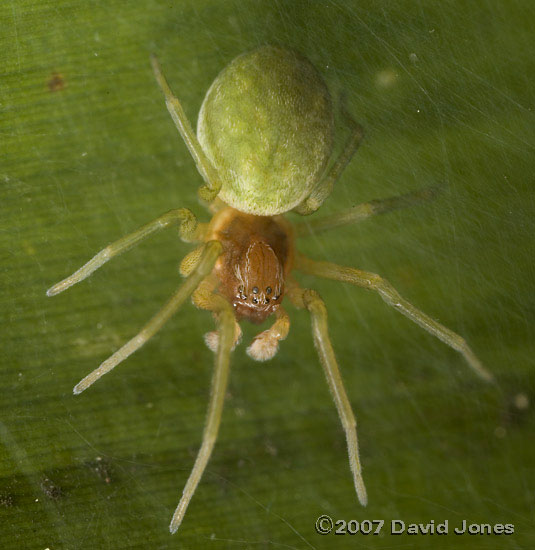 Spider (Nigma walckenaeri) - female on bamboo leaf - 1