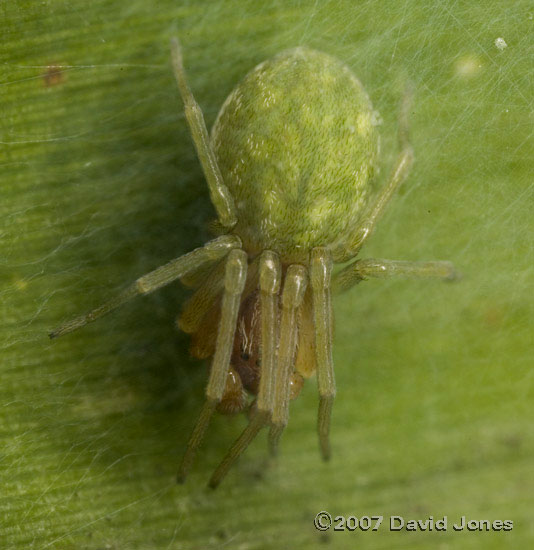 Spider (Nigma walckenaeri) - female on bamboo leaf - 2