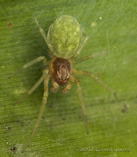 Spider (Nigma walckenaeri) - female on bamboo leaf - 3