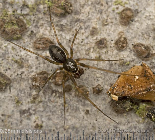 Male spider (Linyphiidae?) on log