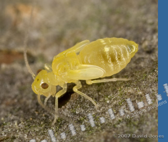 Bright yellow Barkfly nymph on log - 1