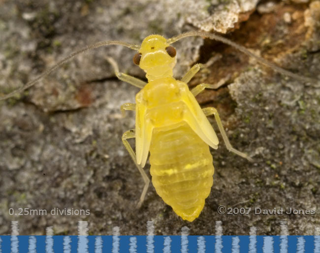 Bright yellow Barkfly nymph on log - 1