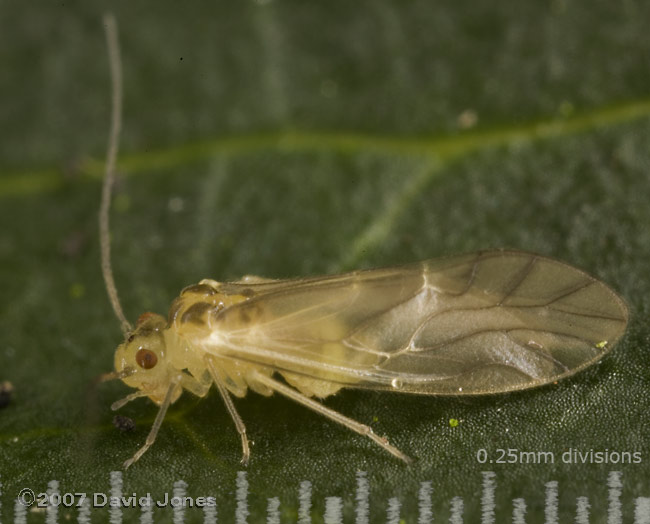 Barkfly (Valenzuela flavidus) - 1