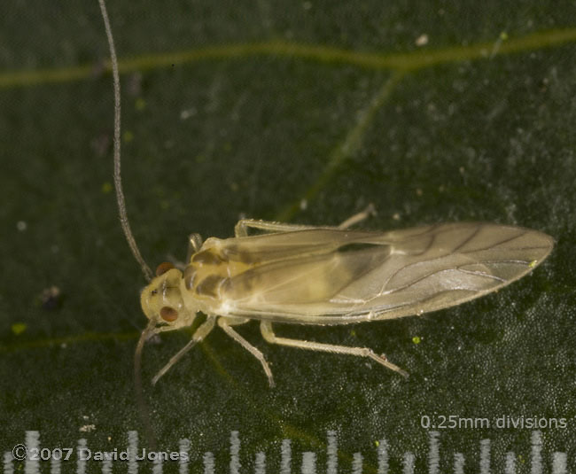 Barkfly (Valenzuela flavidus) - 2