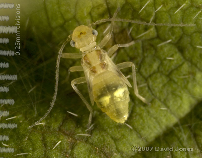 Barkfly nymph from Berberis plant - 1