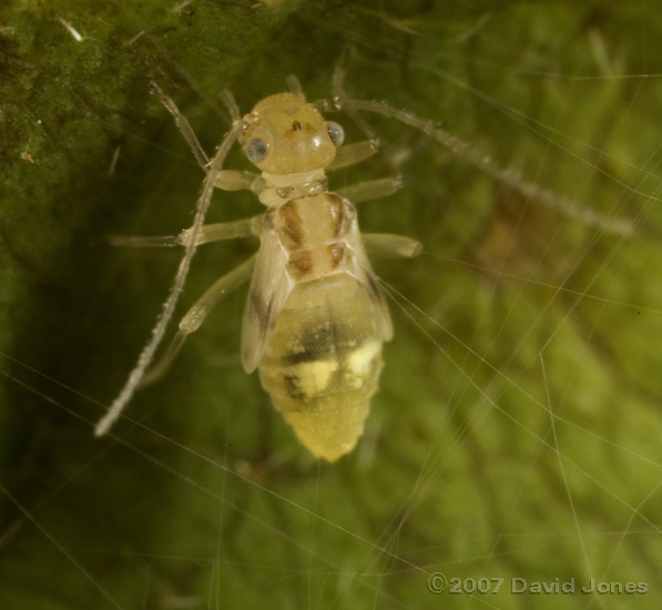 Barkfly nymph from Berberis plant - 2