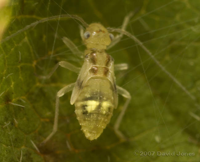 Barkfly nymph from Berberis plant - 3