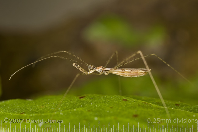 Assassin Bug (Empicoris vagabunus?) on leaf