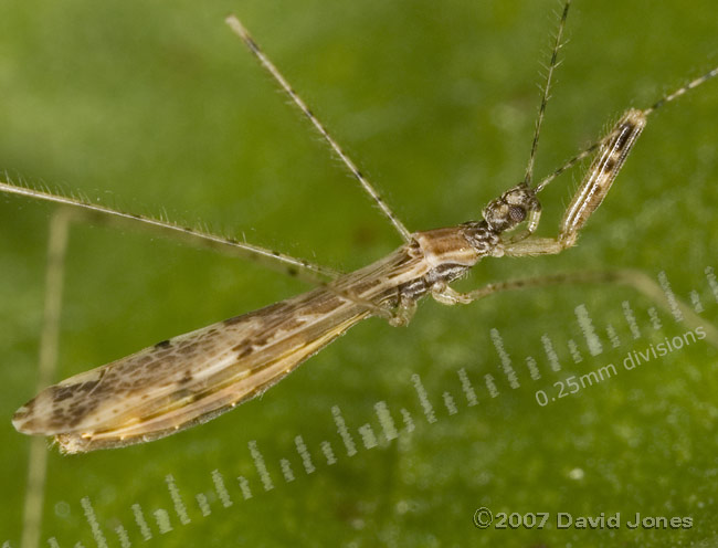 Assassin Bug (Empicoris vagabunus?) on leaf - 2