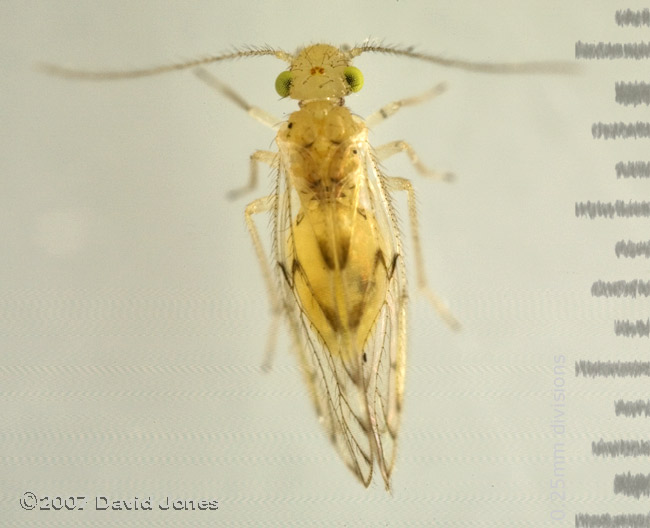 Barkfly found on Pyracantha - dorsal view