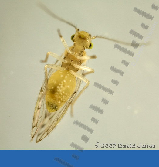 Barkfly found on Pyracantha - ventral view