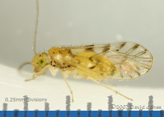 Barkfly found on Pyracantha - lateral view