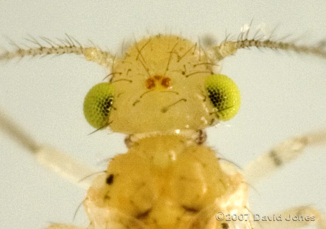 Barkfly found on Pyracantha - close-up of head (cropped image)