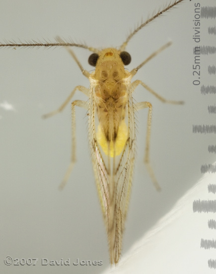 Barkfly found on Hawthorn - 1