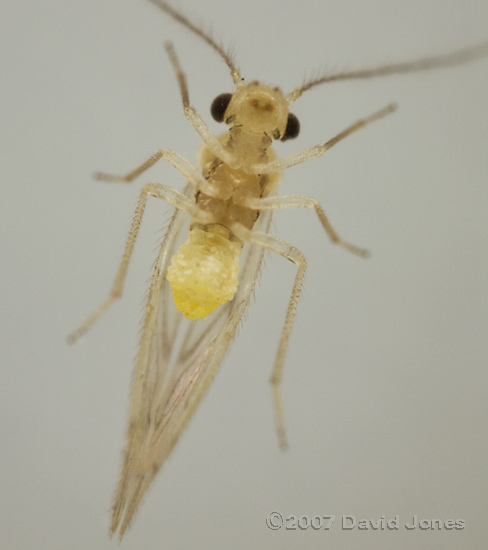 Barkfly found on Hawthorn - 2