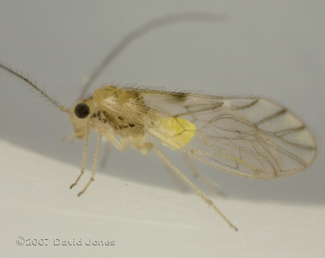 Barkfly found on Hawthorn - 3