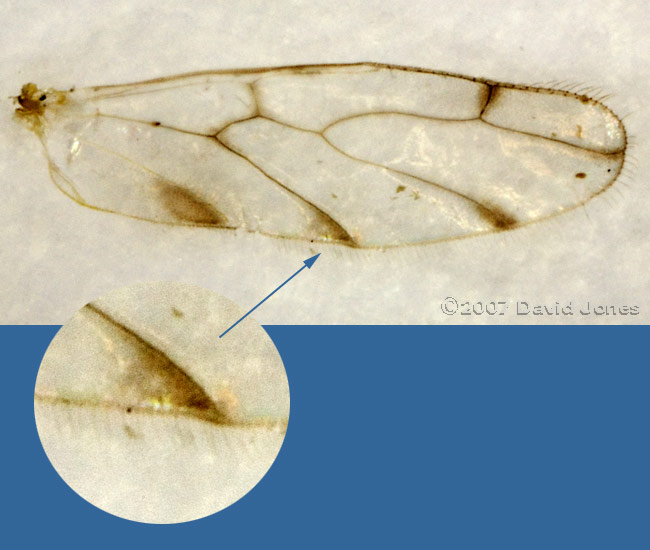 Hind wing of Trichopsocus clarus