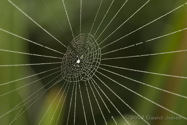 Dew on spider web