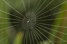 Dew on spider web