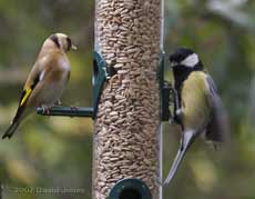 Great Tit at Sunflower feeder