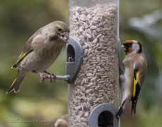 Female Greenfinch at sunflower (kernel) feeder