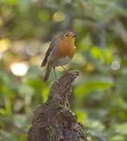 Robin below Hawthorn