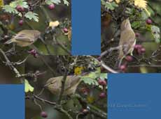 Garden Warbler hunts in Hawthorn