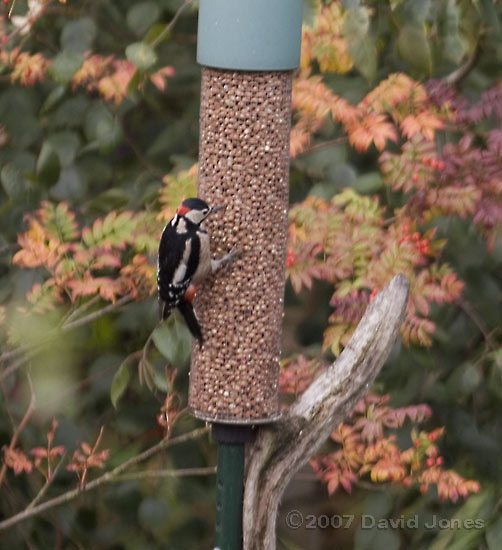 Great Spotted Woodpecker at peanut feeder