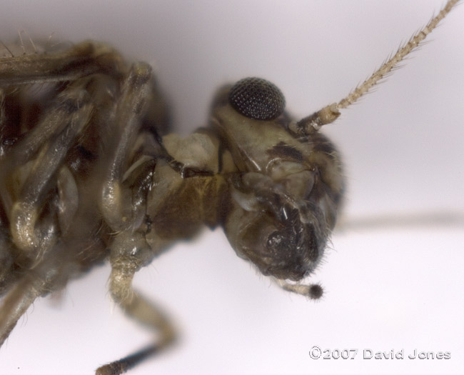 Barkfly (Philotarsus parviceps?) - closeup of head 