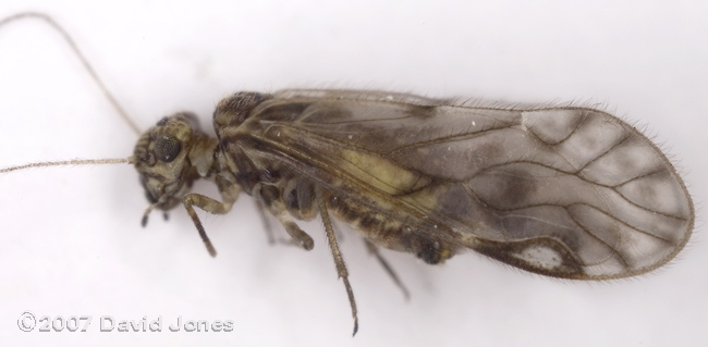 Barkfly (Philotarsus parviceps?) - side view