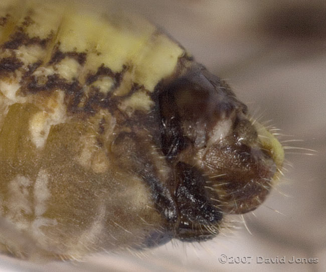 Barkfly (Philotarsus parviceps?) - close-up of abdomen (rear end)